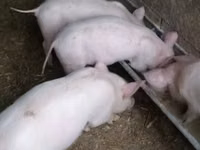 Säue, Schweine — Foto 1