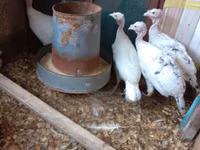 Turkeys — photo 4