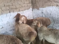 Ram, Rhon sheep — photo 2