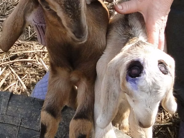 Goats (batch, sex not specified), Goats