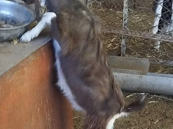 Billy Goat, Toggenburg goat