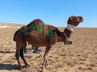 Camello, Arvana camel — foto 1
