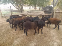Ram, Sheep — photo 4