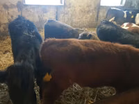 Bull, Cattle — photo 2