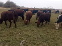 Toro, Swiss cattle — foto 3
