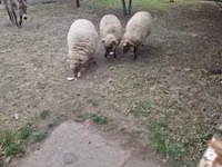 母羊, Racka sheep — 照片 2