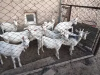 बकरियाँ (लॉट, लिंग निर्दिष्ट नहीं), Saanen goat — फ़ोटो 2
