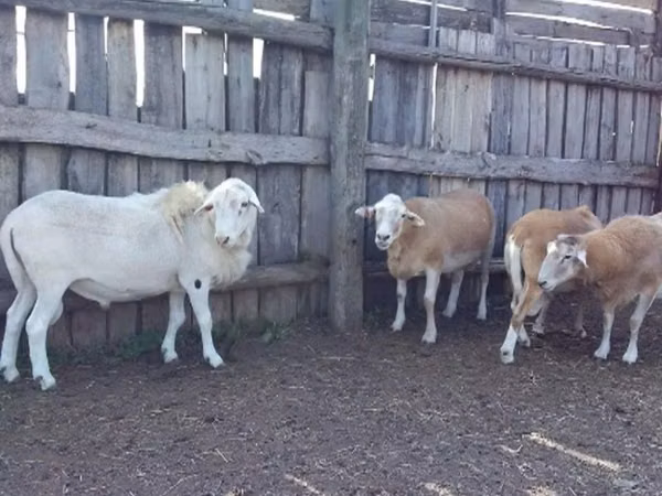 Widder, Katum sheep