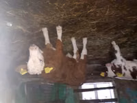 सांड, Simmental cattle — फ़ोटो 2