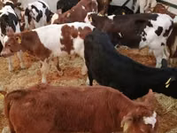 牛只（批次，未指定性别）, Simmental cattle — 照片 5
