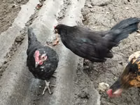 Chickens — الصورة 5