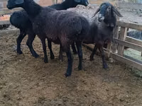 公羊, Edilbay sheep — 照片 2
