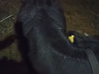 Vaca, Ganado vacuno — foto 2