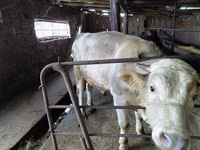 Bull, Red Polled Cow — photo 6