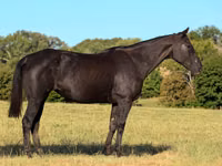 فرس, Quarter Horse — الصورة 2