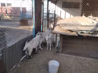 Ziege, Russian White goat — Foto 6