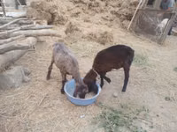 Sheep (batch, sex not specified), Sheep — photo 4