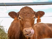 Kuh, Holstein-Rasse — Foto 1