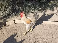 Chickens — Foto 6