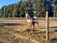 Hengst, Lipizzaner — Foto 8