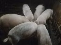 Schweine (Partie, Geschlecht nicht angegeben) — Foto 3