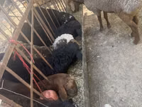 Ram, Sheep — photo 2