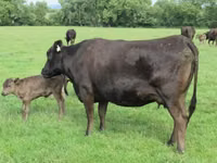 गाय, वाग्यू — फ़ोटो 1