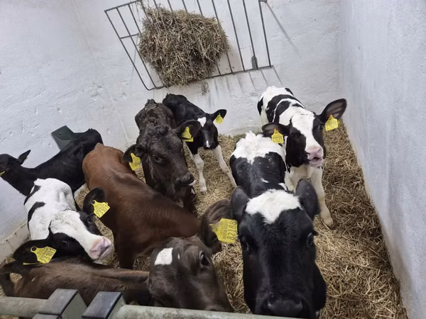सांड, Russian Black pied cattle