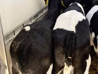 Bovinos (lote, sexo no especificado), Simmental cattle — foto 7