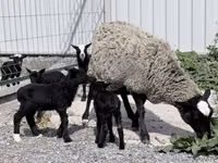 Oveja, Romanov sheep — foto 1