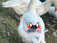 Geese — foto 4