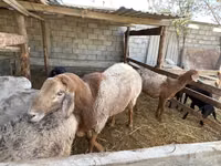公羊, Arashan sheep — 照片 1