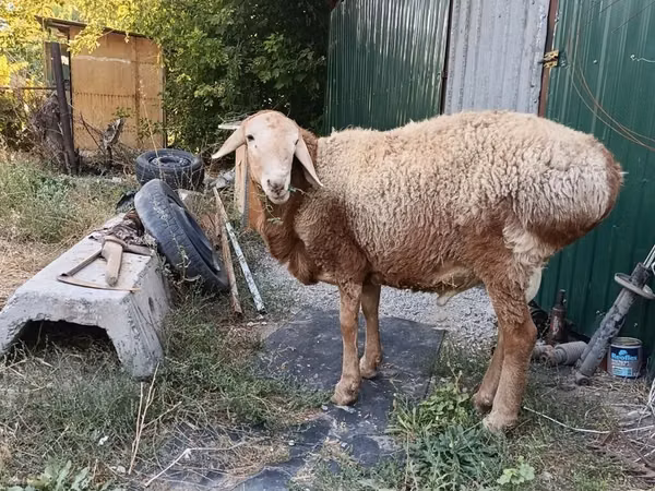 Widder, Rhon sheep
