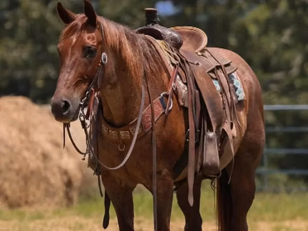 Horse (M), Quarter Horse