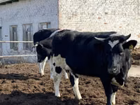 母牛, Russian Black pied cattle — 照片 5
