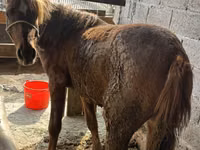 घोड़ी, Tatar horse — फ़ोटो 2