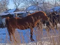 Hengst, Kustanai horse — Foto 2