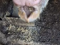 Schweine (Partie, Geschlecht nicht angegeben) — Foto 7