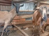 ماعز (دفعة، الجنس غير محدد), Alpine goat — الصورة 6