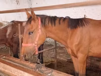 घोड़ा, Manipuri pony — फ़ोटो 8