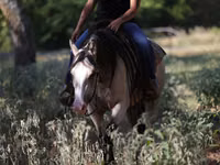 घोड़ी, Quarter Horse — फ़ोटो 4