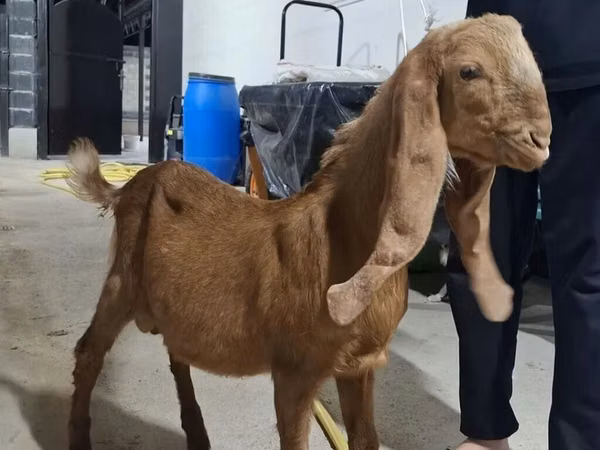 Billy Goat, Kamori goats