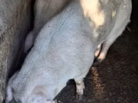 Schweine (Partie, Geschlecht nicht angegeben) — Foto 8