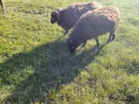 Sheep, Ouessant sheep — photo 7