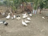 Ducks — الصورة 7