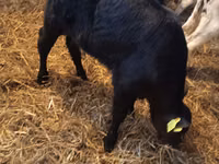Bulle, Simmental cattle — Foto 6