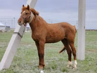 Hengst, Budyonny horse — Foto 1