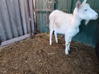 Ziege, Pomellata goat — Foto 8