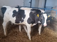 गाय, Russian Black pied cattle — फ़ोटो 6