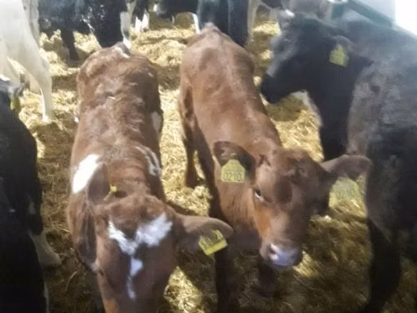 公牛, Simmental cattle